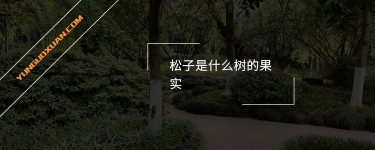 松子是什么樹的果實?