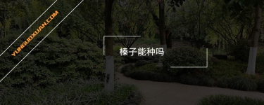 榛子能種嗎?