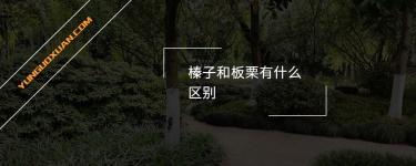 榛子和板栗有什么區(qū)別?