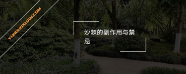 沙棘的副作用與禁忌