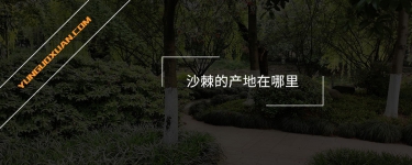 沙棘的產(chǎn)地在哪里?