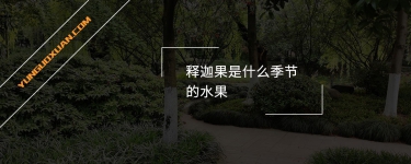 釋迦果是什么季節(jié)的水果？