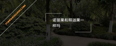 諾麗果和釋迦果一樣嗎？