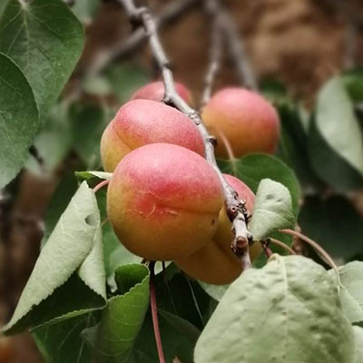 北寨紅杏
