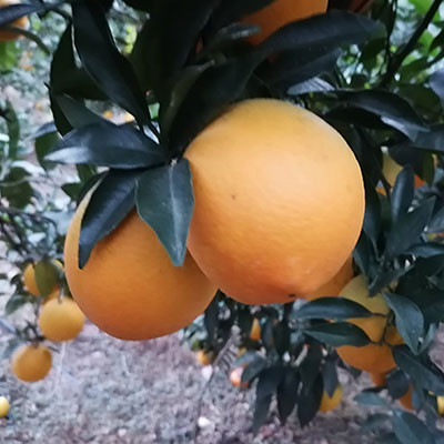 奉節(jié)臍橙