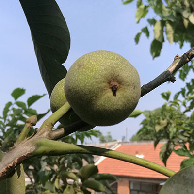 涉縣核桃