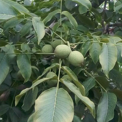 左權(quán)綿核桃