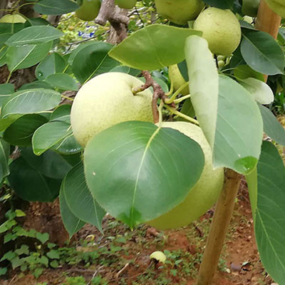 隰縣玉露香梨