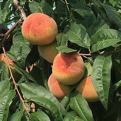 鳳橋水蜜桃