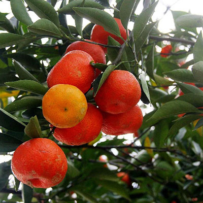 象山紅柑桔