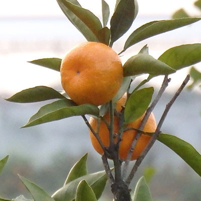 黃巖蜜桔