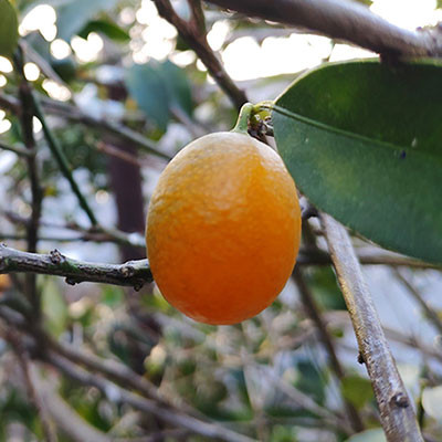 寧波金柑