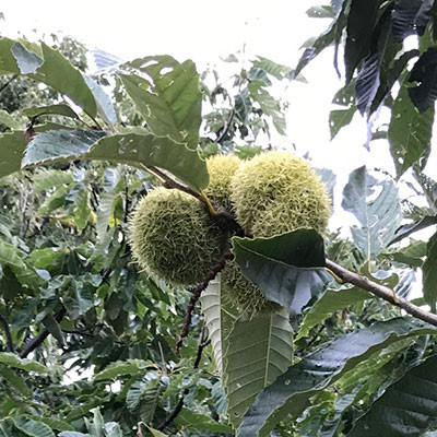 金寨板栗
