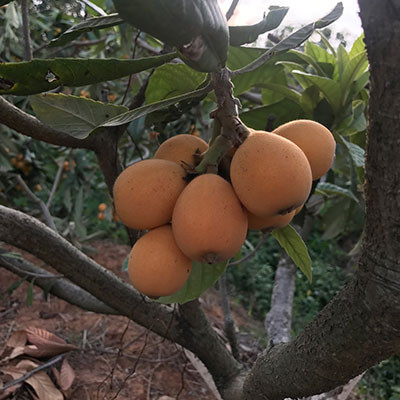 一都枇杷