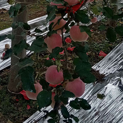 靈寶蘋果