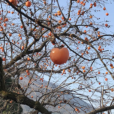 臨潼火晶柿子