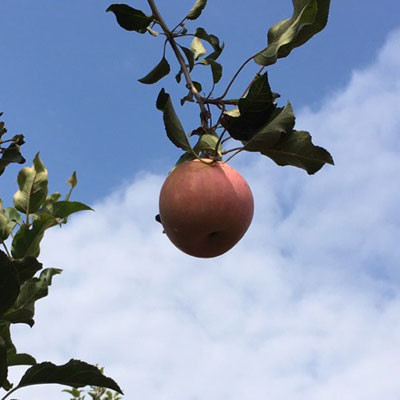 鳳翔蘋果