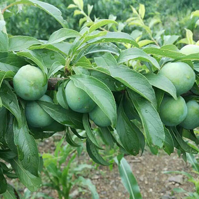鎮(zhèn)寧蜂糖李