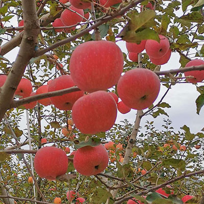 平?jīng)鼋鸸? width=