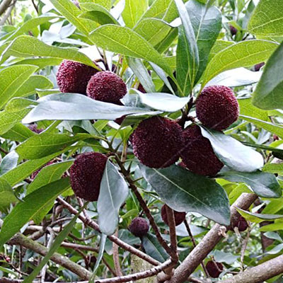 石屏楊梅