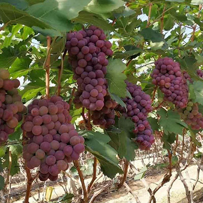 賓川紅提葡萄