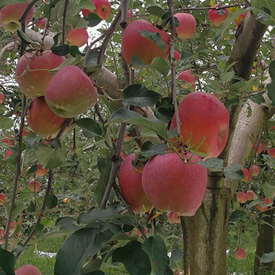 昭通蘋(píng)果