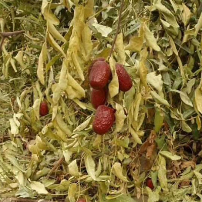 阿克蘇紅棗
