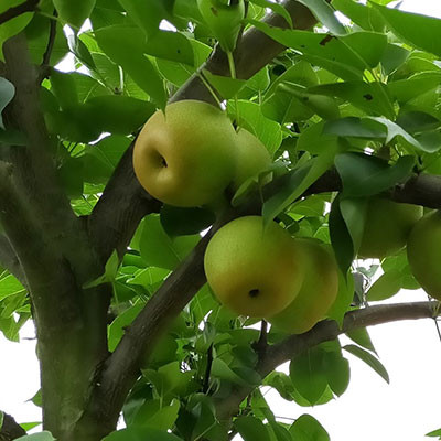 廣安蜜梨