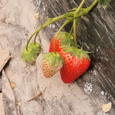雙流冬草莓