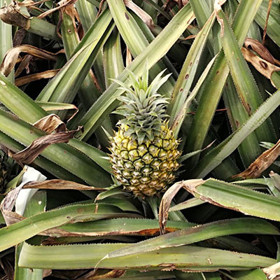 愚公樓菠蘿