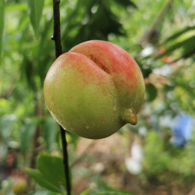 連平鷹嘴蜜桃