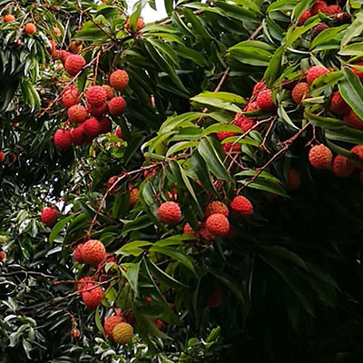鎮(zhèn)隆荔枝
