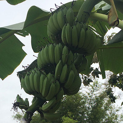 南寧香蕉