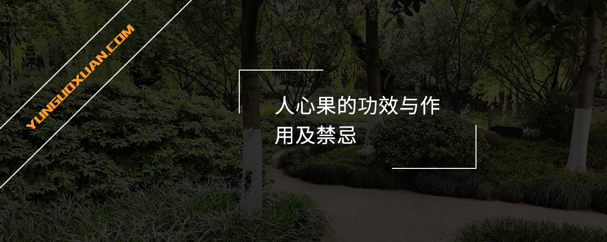 人心果的功效與作用及禁忌