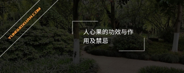 人心果的功效與作用及禁忌