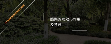 醋栗的功效與作用及禁忌