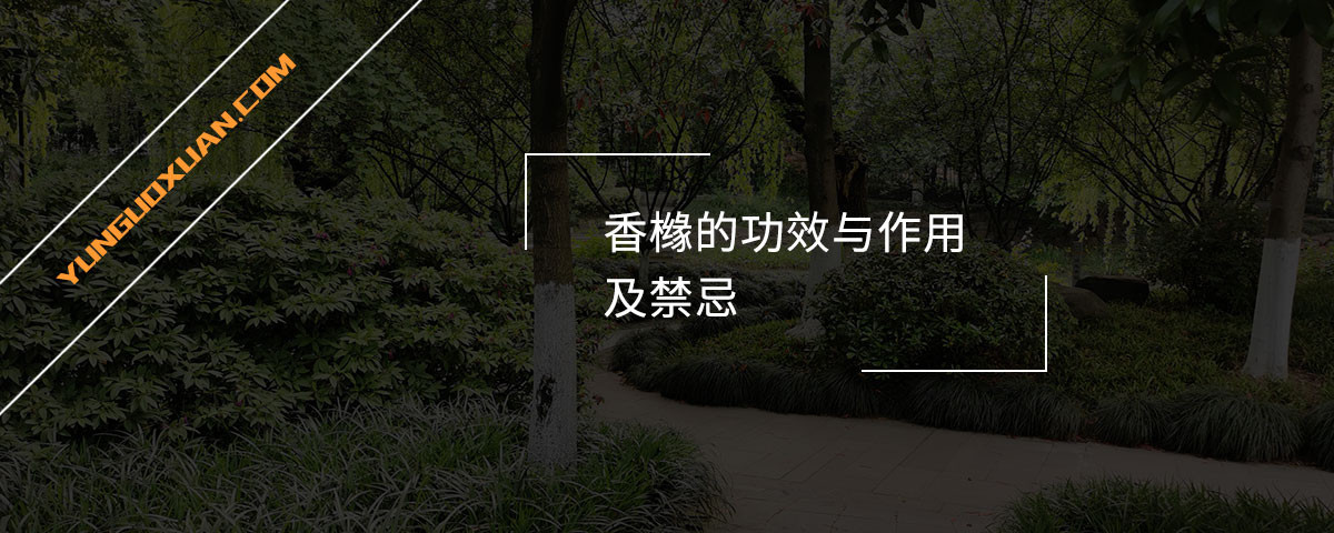 香櫞的功效與作用及禁忌