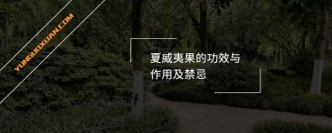 夏威夷果的功效與作用及禁忌