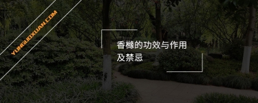 香櫞的功效與作用及禁忌