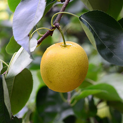 莊行蜜梨