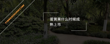 蛋黃果什么時(shí)候成熟上市？