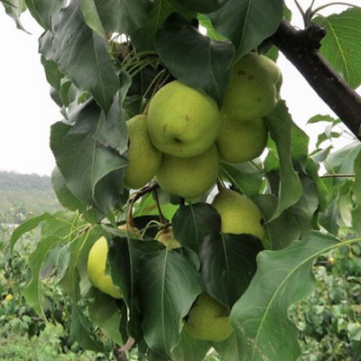 同仁黃果梨