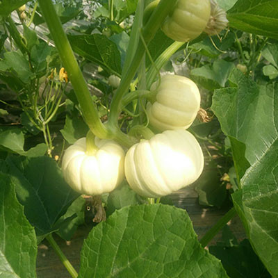 華家甜瓜