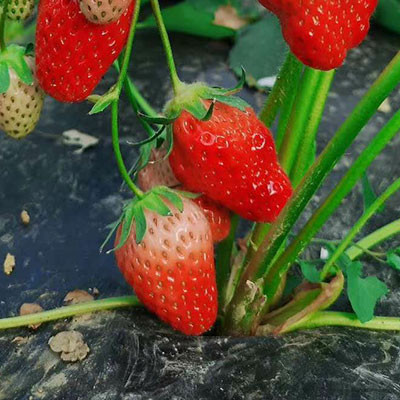 滿城草莓