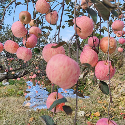 草廟子國光蘋果