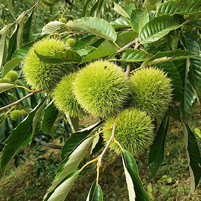 西下營板栗