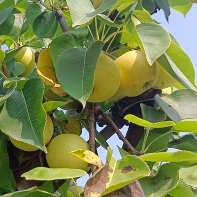 上饒?jiān)缋? width=