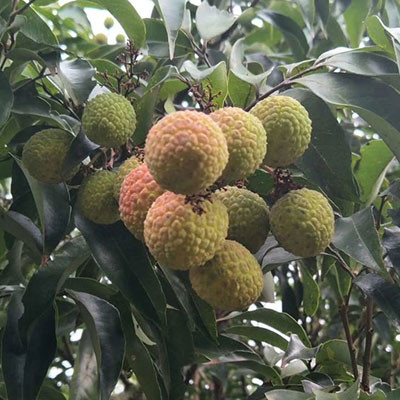 永興荔枝