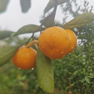 四會(huì)沙糖桔