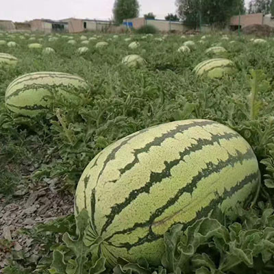 中寧硒砂瓜